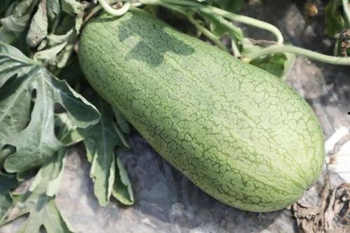 吃瓜的瓜是什么情况,一场网络文化的狂欢与反思