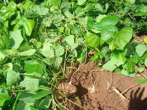 土瓜啥时候吃,土瓜的最佳食用时节揭秘