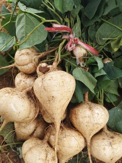 糖人可以吃土瓜,解锁甜蜜新食尚