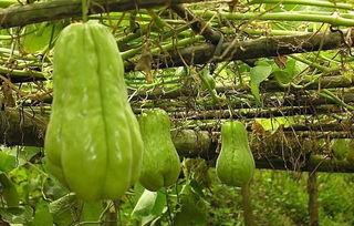 农村吃瓜的情景,瓜香四溢的欢乐时光