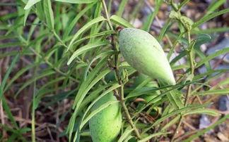 吃瓜瓢中毒吗,揭秘瓜瓢安全食用指南