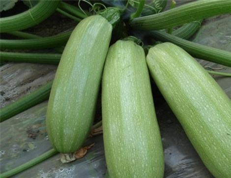 体育西吃瓜,一场热闹非凡的吃瓜盛宴